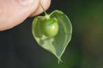 Cutleaf groundcherry